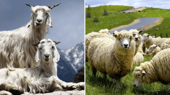 Cashmere Merino Thien Luxus